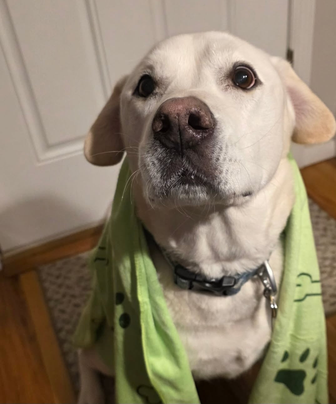 Micro fiber Dog towel